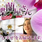 幸福の胡蝶蘭屋さん胡蝶蘭値段