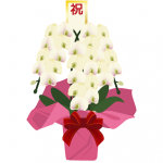 イラストネットで簡単に注文できる胡蝶蘭ショップの中には注文日即日配送対応可能の時があります。胡蝶蘭の即日配送＆当日配送についてその条件やしっておきたい注意点、おすすめの即日配送胡蝶蘭を簡単にまとめてみました。当選祝い胡蝶蘭おすすめ