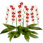 誕生日やお祝い事で名古屋栄、錦3丁目のママさんやあの娘、キャバ嬢さんに胡蝶蘭を贈るなら、名古屋栄錦に当日配達も可能、他人と差をつけたいなら！おすすめネット胡蝶蘭についてまとめています。