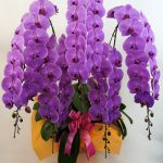 オーキッドファンの胡蝶蘭について、その特徴、口コミ、評判など簡単にまとめています。オーキッドファン胡蝶蘭は、胡蝶蘭専門店で受賞農家生産者から直送で、本州四国九州で翌日配送可能、送料無料で対応している胡蝶蘭通販です。オーキッドファン胡蝶蘭口コミ評判5本デラックスピンク5万