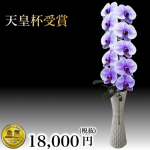 お祝いの胡蝶蘭1本立てのおすすめを厳選！値段その他胡蝶蘭専門通販店の特長を比較しながら！各店人気 売れ筋ランキング1位の1本胡蝶蘭をピックアップしています。通販だけに品質が良くて比較的お得感のある値段・価格のおすすめのものを選びました。ギフトフラワー胡蝶蘭1本400