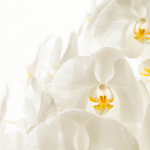 ライフルフラワー胡蝶蘭口コミ