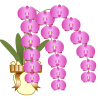 江戸川区でお祝い胡蝶蘭を贈りたい！花屋さんを探されえている方へ。小岩、新小岩、京成小岩、葛西、江戸川etc江戸川区の花屋さんで胡蝶蘭を当日配達してくれるところ、ネット胡蝶蘭通販の利用方法など簡単にまとめています。