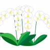 イラスト胡蝶蘭の値段が高い、その秘密について。贈るお花の中でも法人向けの胡蝶蘭の値段は高い！と思っている方も多い、と思います。胡蝶蘭の値段価格の決まり方、胡蝶蘭の選び方、おすすめの胡蝶蘭通販等々について簡単にまとめています。胡蝶蘭値段白-2イラスト400